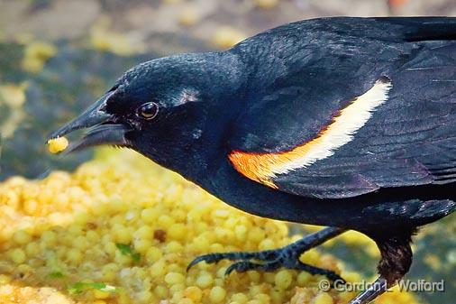 Red-winged Blackbird Closeup_48655.jpg - Red-winged Blackbird (Agelaius phoeniceus) Photographed in Ottawa, Ontario - the capital of Canada.